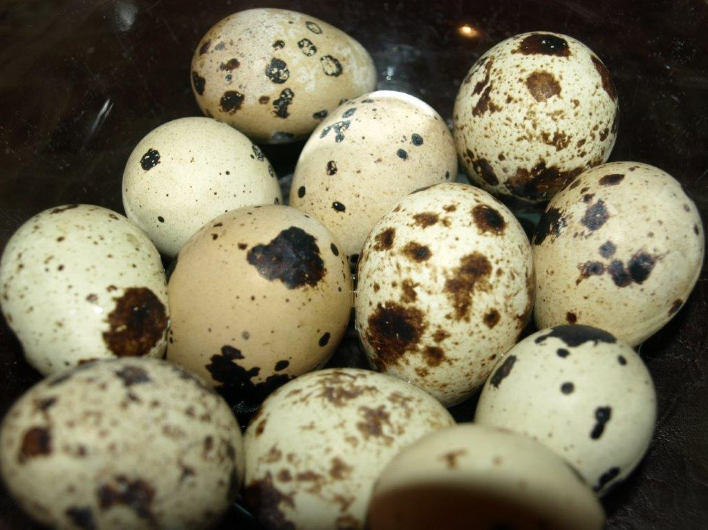 Keep Pressing On Homestead