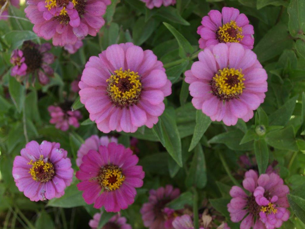 Keep Pressing On Homestead